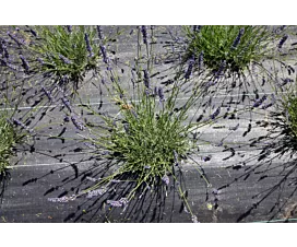 Alle Netze & Abdeckplane Unkrautvlies + Erdnägel - 3mx10m - 100g/m2 - Schwarz Alle Netze & Abdeckplane Unkrautvlies + Erdnägel - 3mx10m - 100g/m2 - Schwarz